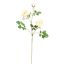 ROSE SPRAY 72CM CREAM