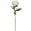 VELVET PEONY 65CM CREAM