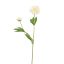 PEONY 65CM CREAM