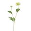 PEONY 65CM GREEN