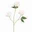 PEONY X 3 80CM CREAM PINK