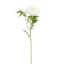 OPEN PEONY 65CM CREAM