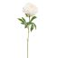 OPEN PEONY 80CM CREAM