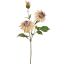 DAHLIA SPRAY 65CM BEIGE