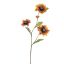 ZINNIA SPRAY 80CM AMBER