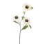 ZINNIA SPRAY 80CM CREAM