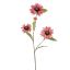 ZINNIA SPRAY 80CM MAUVE