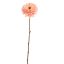 ZINNIA 70CM PEACH