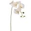 TROPICAL ORCHID 70CM CREAM