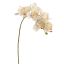 CYMBIDIUM 72CM CREAM