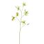 CYMBIDIUM 103CM GREEN