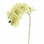 PHALAENOPSIS 60CM GREEN