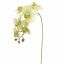 PHALAENOPSIS 85CM GREEN