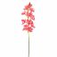 CYMBIDIUM 75CM BEAUTY