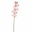 CYMBIDIUM 75CM CREAM PINK