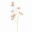 SPIDER ORCHID 111CM AMBER