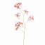 SPIDER ORCHID 111CM BEAUTY