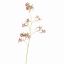 SPIDER ORCHID 111CM GREEN PINK