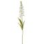 DELPHINIUM 85CM CREAM