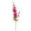 DELPHINIUM 80CM BEAUTY