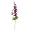 DELPHINIUM 80CM BURGUNDY