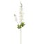 DELPHINIUM 80CM CREAM