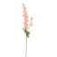 DELPHINIUM 80CM PINK