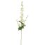 DELPHINIUM 95CM CREAM