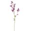 ACONITUM 80CM LAVENDER