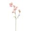 ACONITUM 80CM PINK