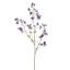 LARGE ACONITUM 120CM BLUE