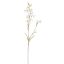 SLIM DELPHINIUM 75CM CREAM