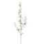 DELPHINIUM 95CM CREAM