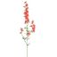 DELPHINIUM 95CM TERRACOTTA