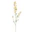 DELPHINIUM 95CM YELLOW