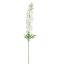 DELPHINIUM 110CM CREAM