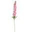 DELPHINIUM 110CM PINK