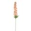 DELPHINIUM 110CM SALMON