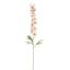DELPHINIUM 89CM CREAM PINK