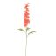 DELPHINIUM 89CM SALMON
