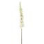 DELPHINIUM 135CM CREAM
