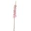 DELPHINIUM 135CM PINK
