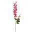 DELPHINIUM 80CM BEAUTY