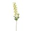 DELPHINIUM 80CM GREEN