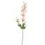 DELPHINIUM 80CM PINK