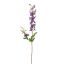 DELPHINIUM 80CM PURPLE
