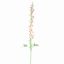 DELPHINIUM 127CM CREAM