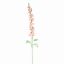 DELPHINIUM 127CM PEACH