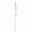 SNAPDRAGONS 81CM WHITE