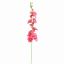 ALCHE ROSEA 115CM BEAUTY